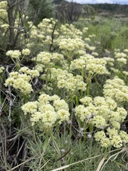 Eriogonum heracleoides leucophaeum