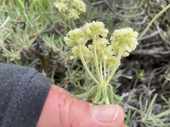 Eriogonum heracleoides leucophaeum