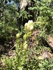 Castilleja septentrionalis