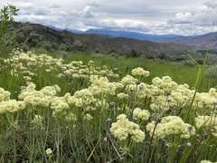 Eriogonum heracleoides leucophaeum