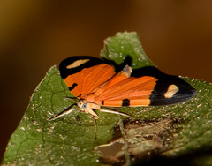 Eudule pulchricolora