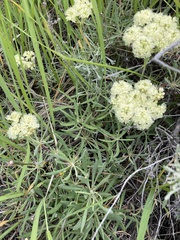 Eriogonum heracleoides leucophaeum
