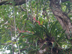 Vriesea philippocoburgi