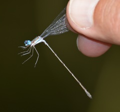 Lestes tenuatus