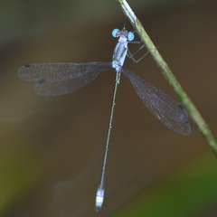 Lestes tikalus