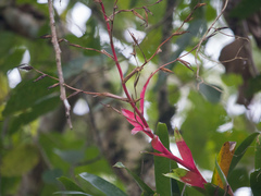 Vriesea philippocoburgi