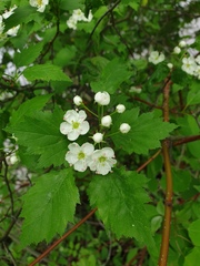 Crataegus fluviatilis