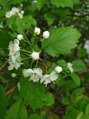 Crataegus fluviatilis