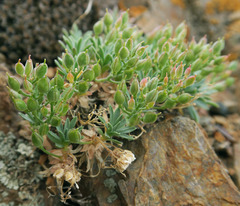 Cusickiella douglasii