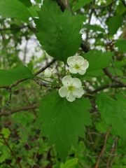 Crataegus fluviatilis