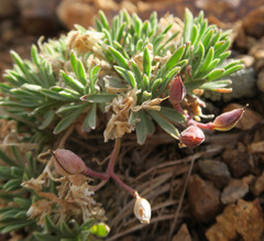 Cusickiella douglasii