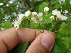 Crataegus fluviatilis