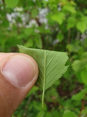 Crataegus fluviatilis