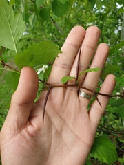 Crataegus fluviatilis