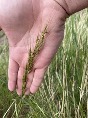 Nassella viridula