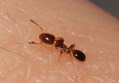 Xenomyrmex floridanus