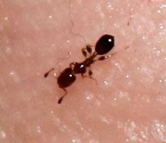 Xenomyrmex floridanus