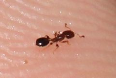 Xenomyrmex floridanus