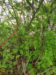 Crataegus fluviatilis