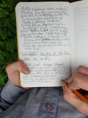 Crataegus fluviatilis