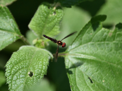 Ocyptamus fuscipennis
