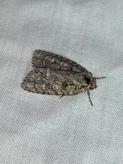 Acronicta americana