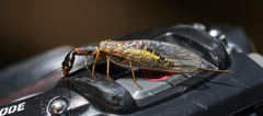 Raphidiidae