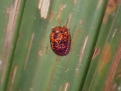 Hemisphaerota palmarum