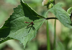 Ocyptamus fuscipennis