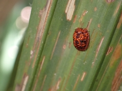 Hemisphaerota palmarum