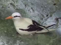 Phaethon lepturus catesbyi