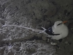 Phaethon lepturus catesbyi