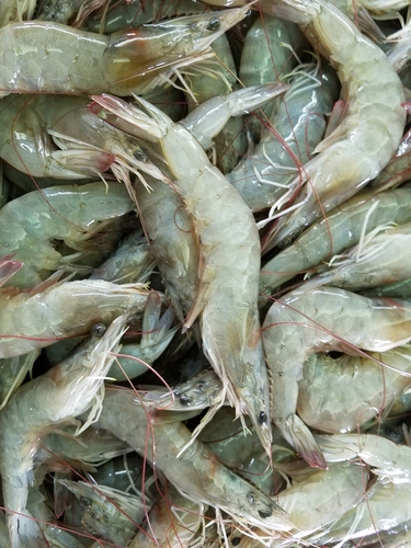 Penaeus vannamei