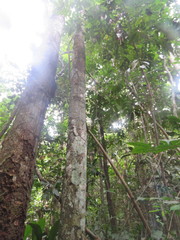 Brosimum guianense