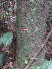Brosimum guianense