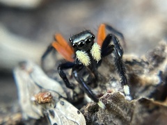 Euophrys monadnock