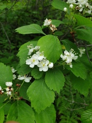 Crataegus macracantha
