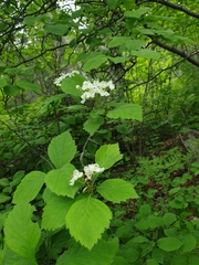 Crataegus macracantha