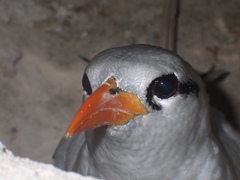 Phaethon lepturus catesbyi