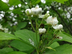 Crataegus macracantha