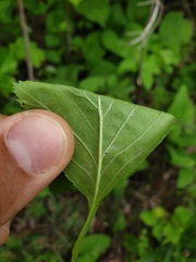 Crataegus macracantha