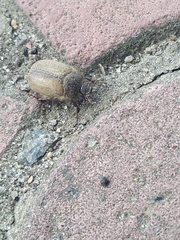 Amphimallon ruficorne