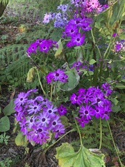 Pericallis