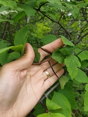 Crataegus macracantha
