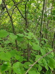 Crataegus macracantha