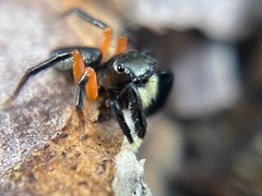 Euophrys monadnock
