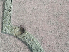 Amphimallon ruficorne