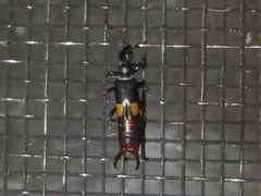 Marava arachidis