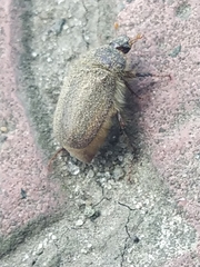 Amphimallon ruficorne