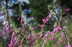 Ipomopsis macrosiphon